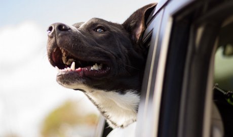 Réserver taxis acceptant les animaux à Villefranche-sur-Saône